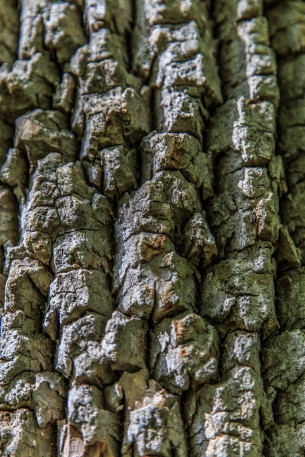 Tree Bark - Great Falls Park, Virginia