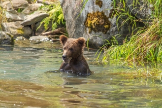Grizzly Bear Series - Wolverine Creek, Alaska