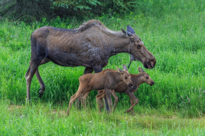 Moose of Kenai Series- Kenai Peninsula, Alaska