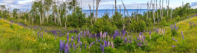 Wild Lupine - Lake Superior, MN