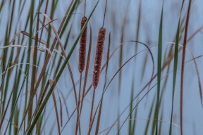Typha - Chippewa National Forest, MN