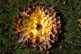 Fall Leaf Color - Owatonna, Minnesota
