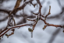 Icy Branches - Owatonna, Minnesota