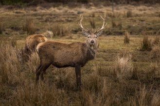 Highland Deer - Highlands Wildlife Park, Cairngorms, Scotland