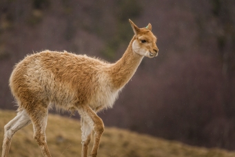 Scottish Alpaca - Highlands Wildlife Park, Cairngorms, Scotland
