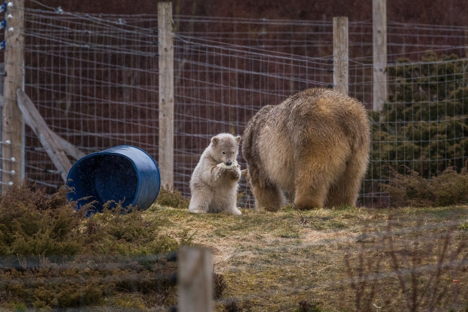 Polar Bear Cub's Meal - Highlands Wildlife Park, Cairngorms, Scotland