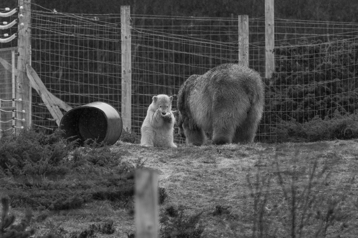 Polar Bear Cub's Meal - Highlands Wildlife Park, Cairngorms, Scotland