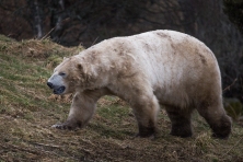 Polar Bear - Highlands Wildlife Park, Cairngorms, Scotland