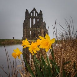 Daffodils of Whitby - Whitby Abbey, Whitby, England