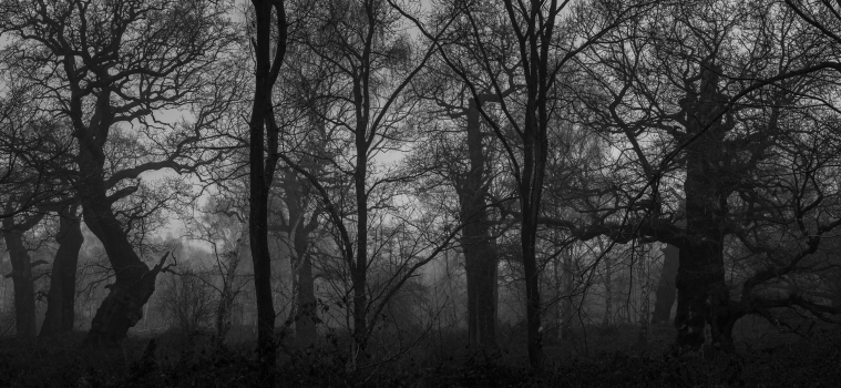 The Mists of Sherwood - Sherwood Forest, England