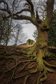 Gnarled Roots - Beeston Castle, Cheshire, England
