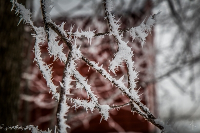 Winter Hoarfrost in Minnesota