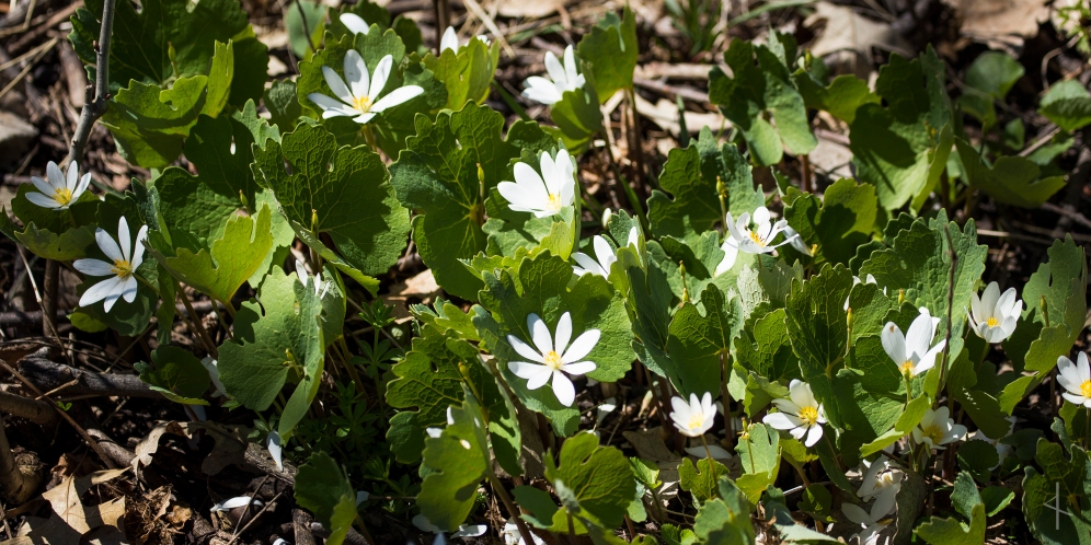 Bloodroot Flower - Minnesota