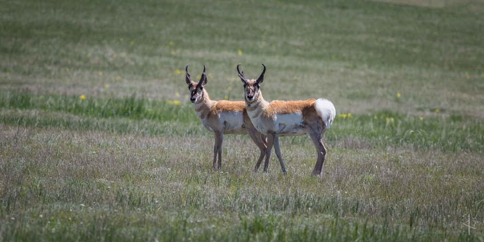 Pronghorn in Pawnee Buttes - Colorado