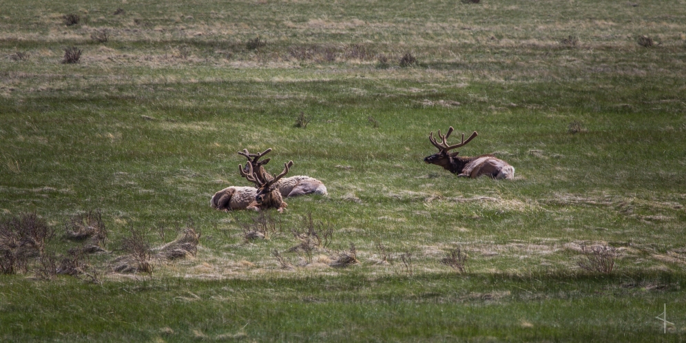 Elk in Rocky Mountain National Park - Colorado