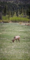 Elk in Rocky Mountain National Park - Colorado
